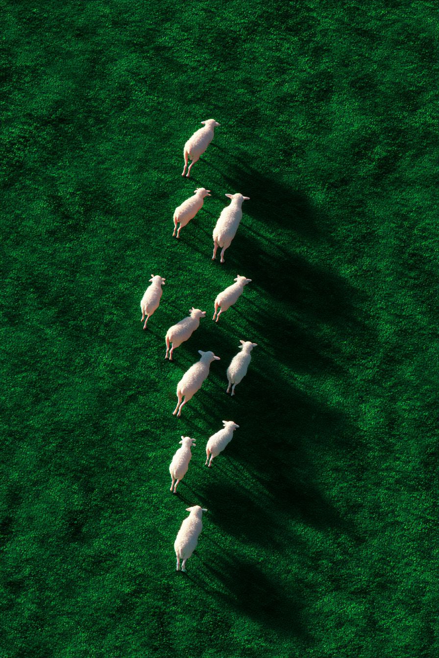 Um grupo de cordeiros brancos caminhando em um campo verde sob a suave luz da manhã