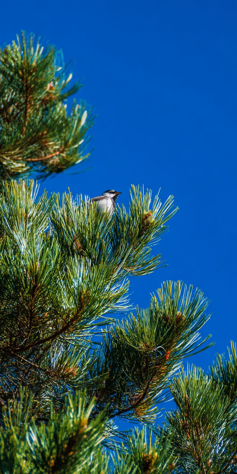 A small bird perches on top of a green pine tree under a clear blue sky in summer