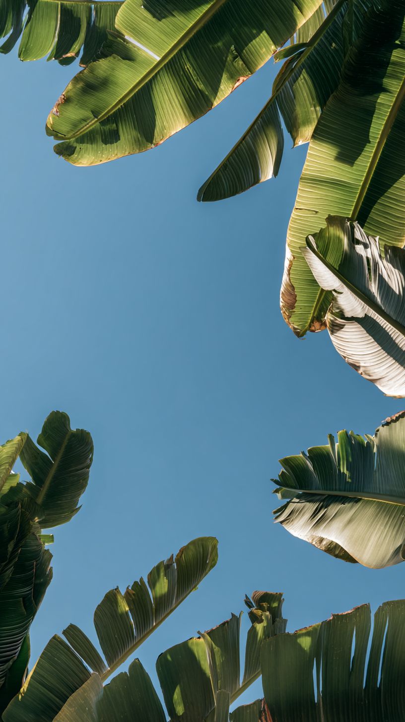 一個由香蕉葉製成的框架，仰望藍天