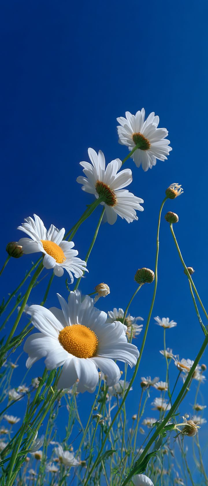 A lively landscape photo of white daisies growing towards a blue sky taken from a low angle