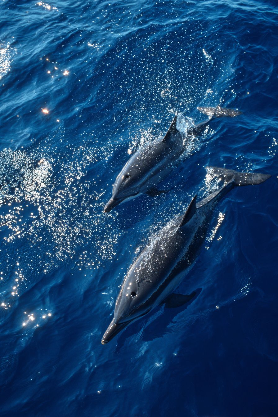 寧靜美麗的海面，兩隻閃耀的海豚在遠處躍出水面