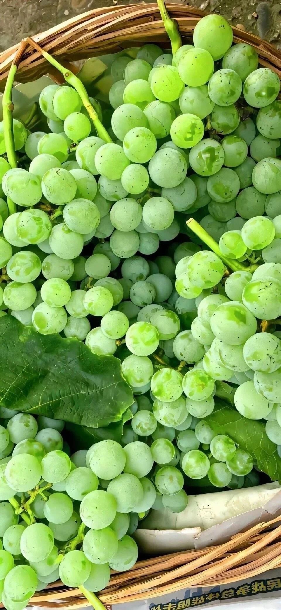 A basket of plump green grapes and deep green leaves creates a fresh pastoral scene