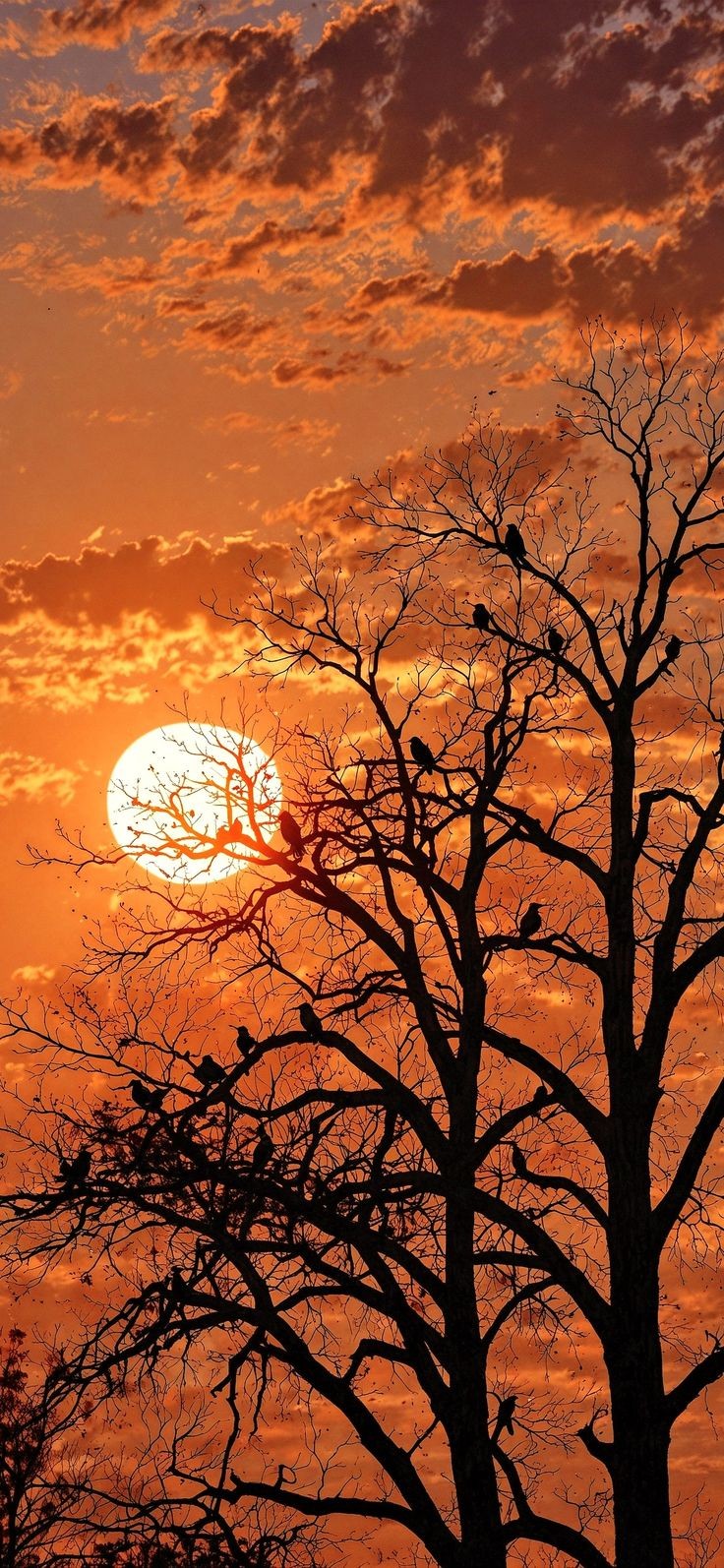 Silueta de un árbol seco y pájaros al atardecer