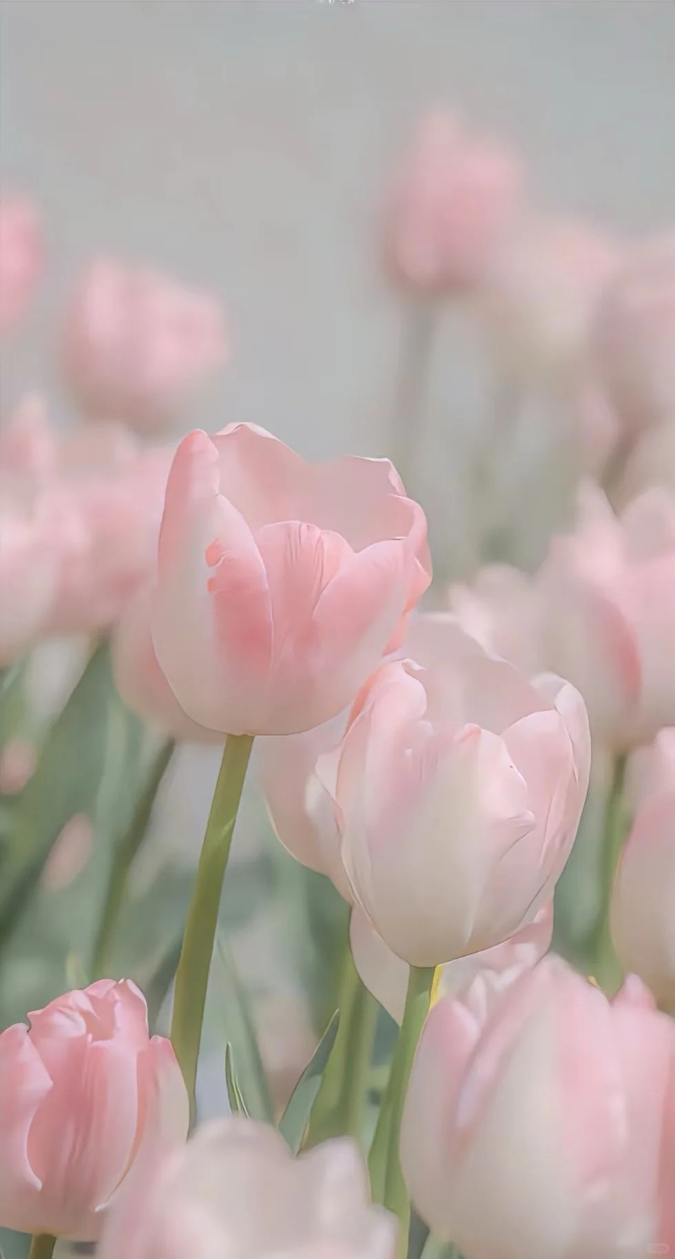 Primer plano de tulipanes rosa con desenfoque suave