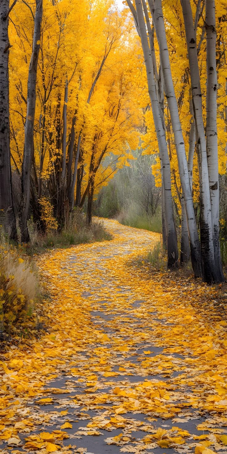 Le chemin forestier en automne est orné de feuilles tombées colorées, créant un paysage magnifique
