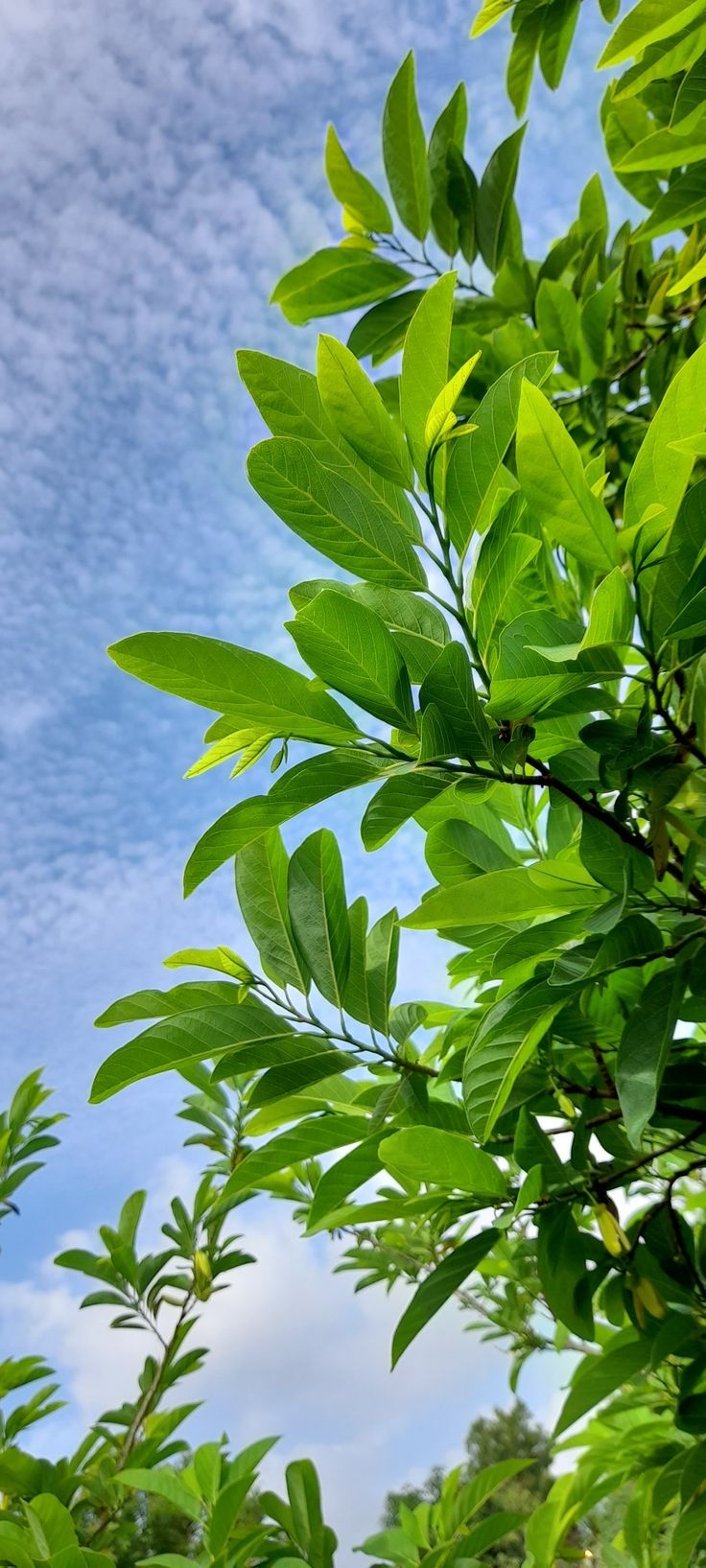تُظهر النباتات الخضراء النابضة بالحياة تحت السماء الزرقاء