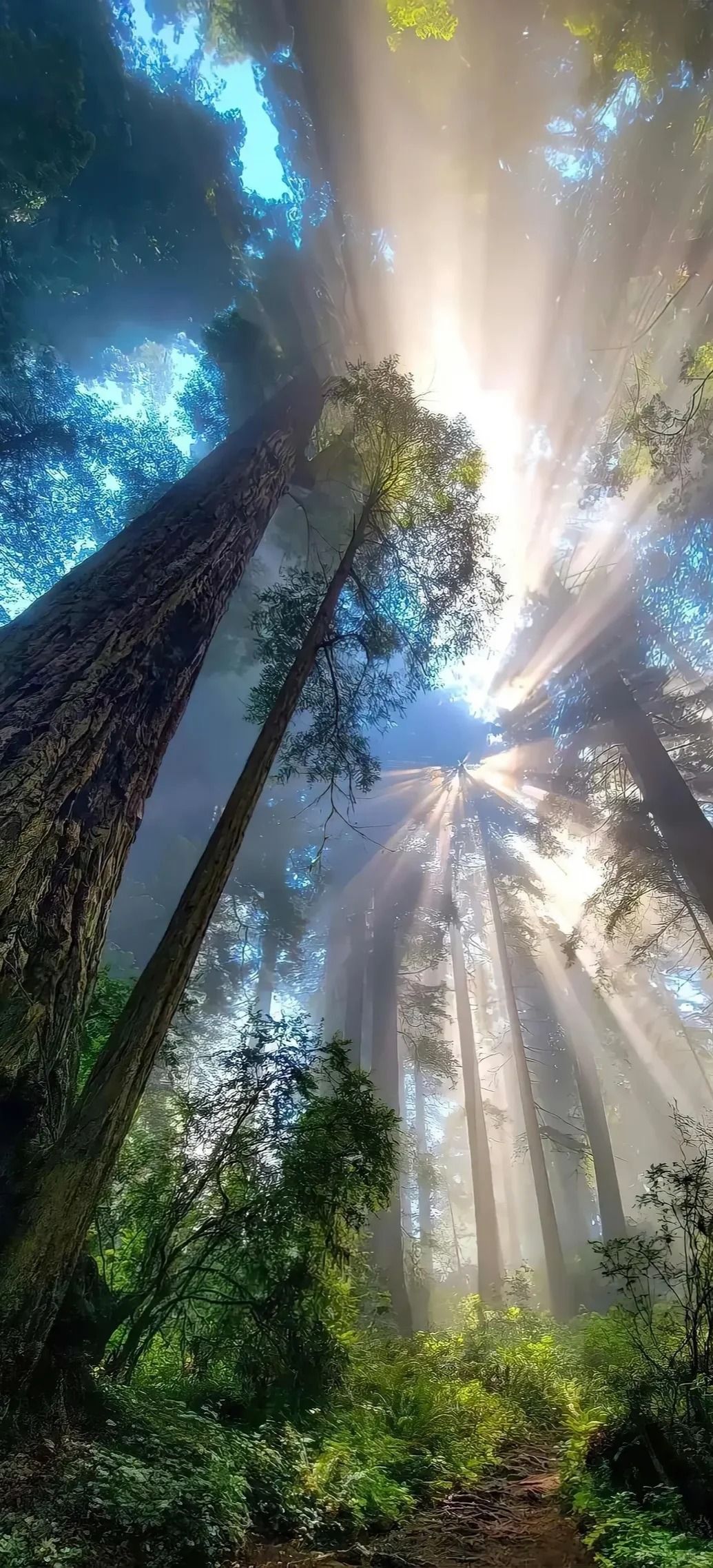 Sunlight penetrates ancient trees in a primeval forest creating sacred beams of light