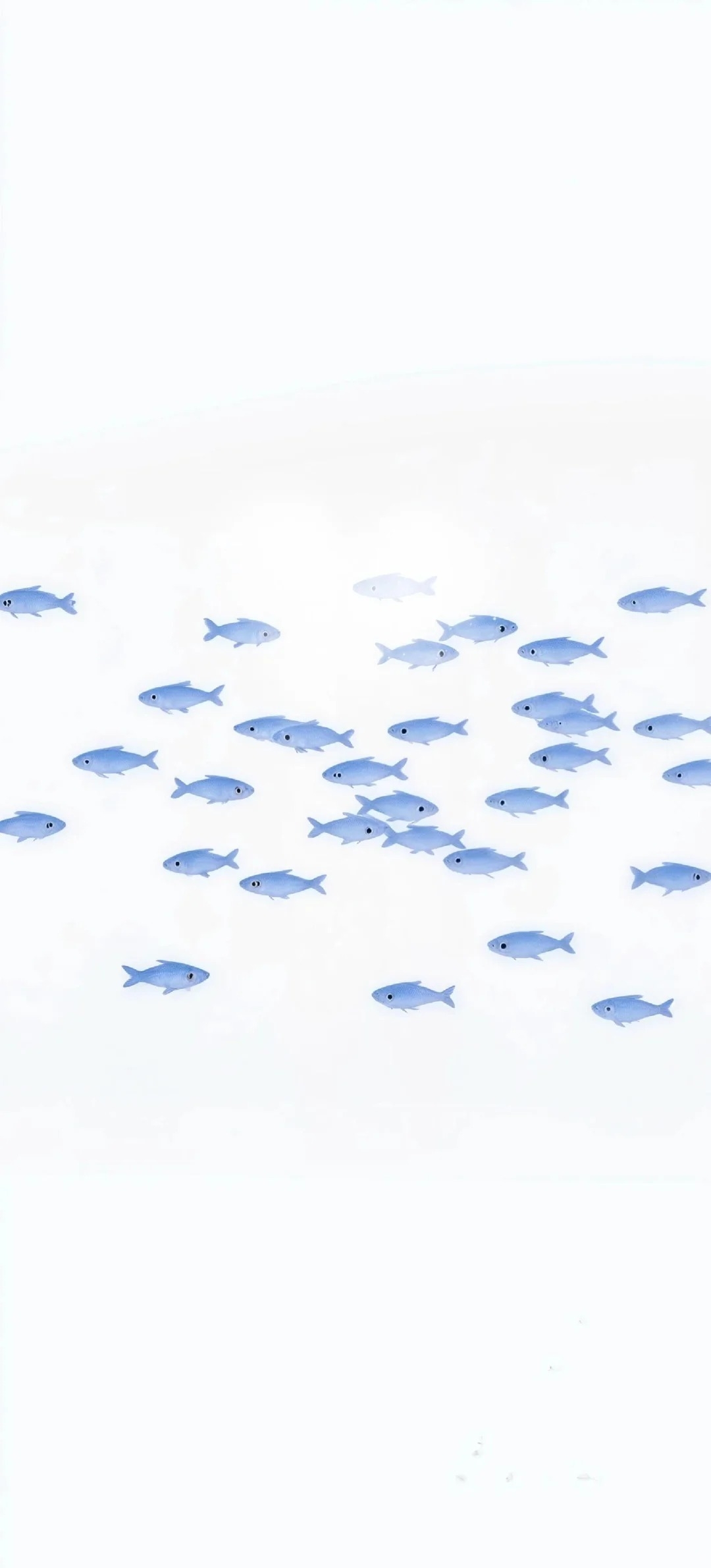Der minimalistische Hintergrund zeigt hellblaue Fische, die frei vor einem weißen Hintergrund schwimmen
