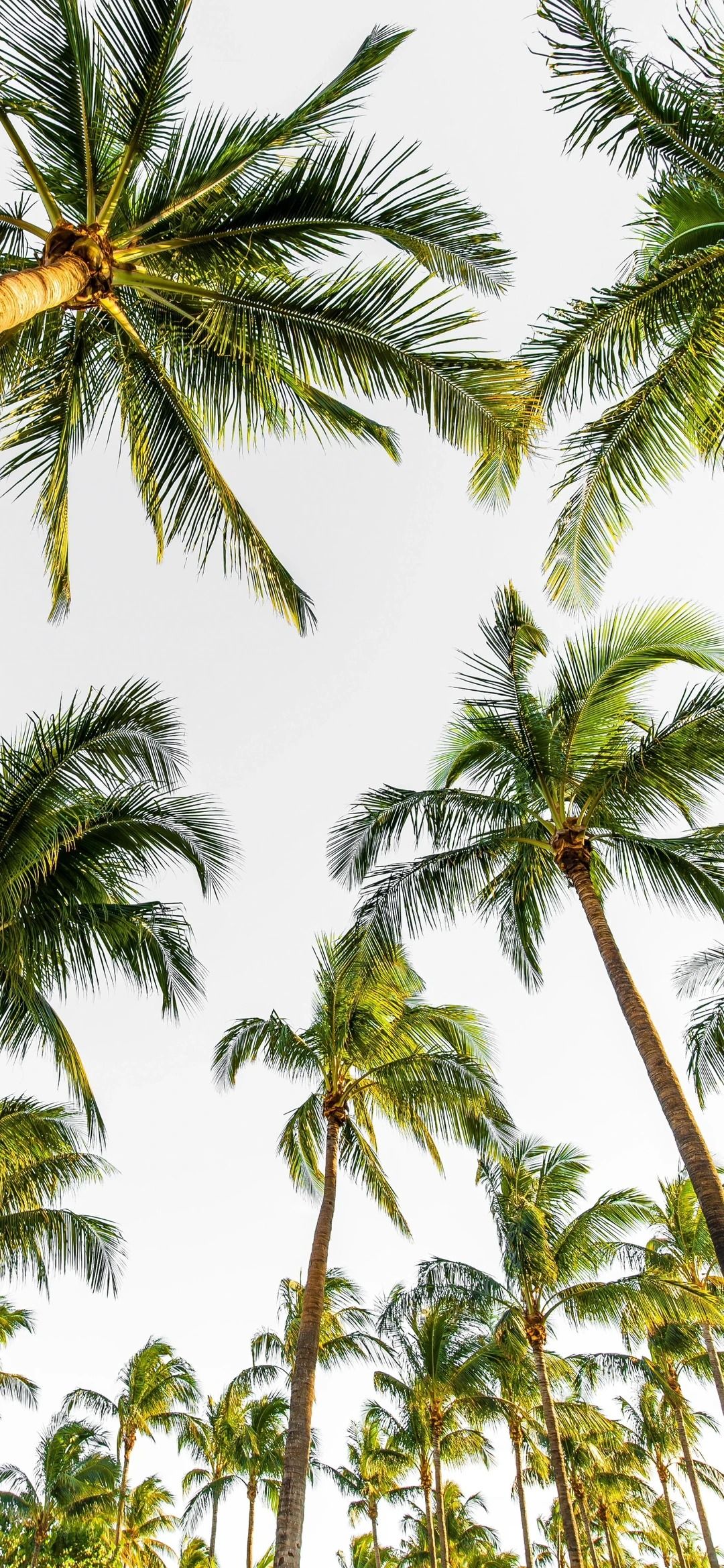 Dieser minimalistische Hintergrund mit Kokosbaum ist ideal für Menschen, die einen Clean Fit-Lebensstil verfolgen