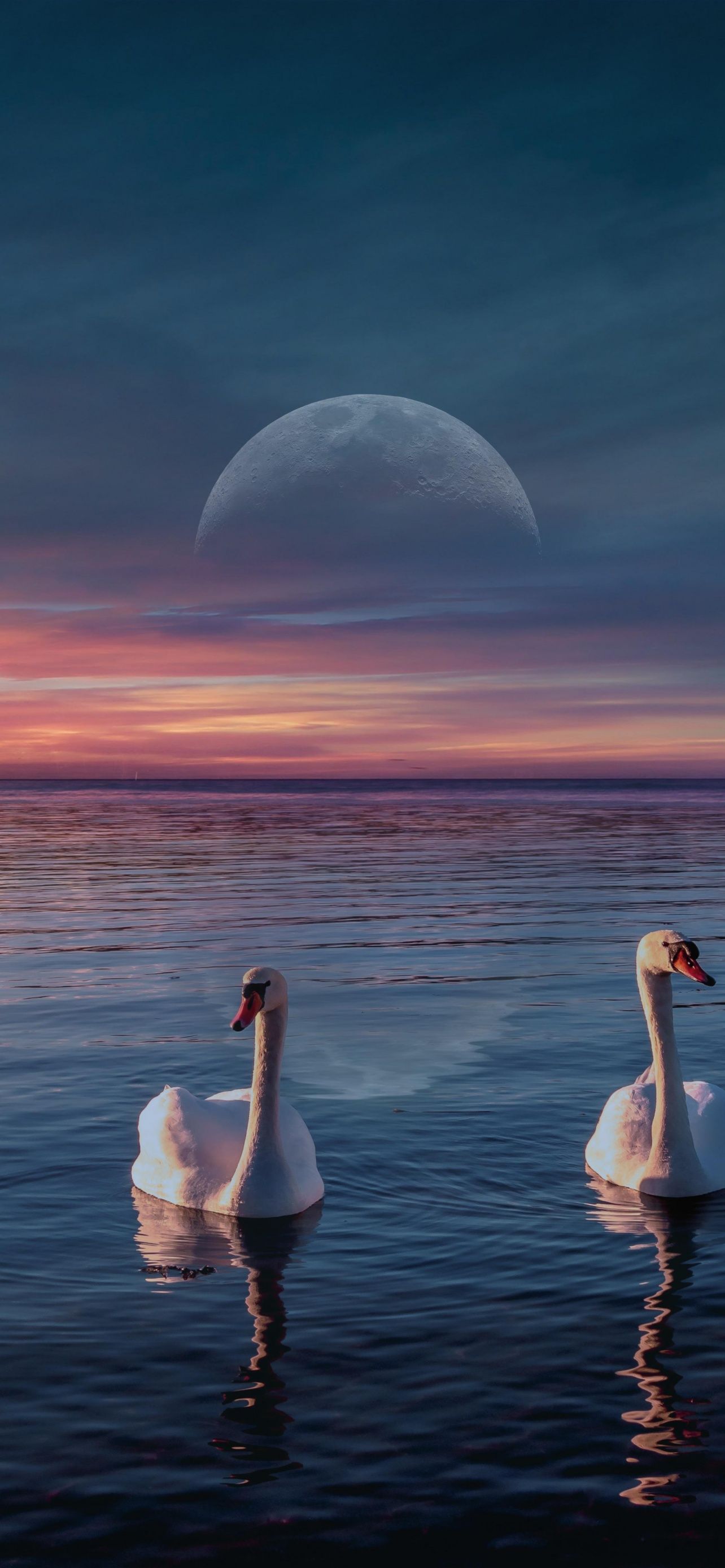 Elegant white swans glide on the lake with a full moon and pink twilight in the background
