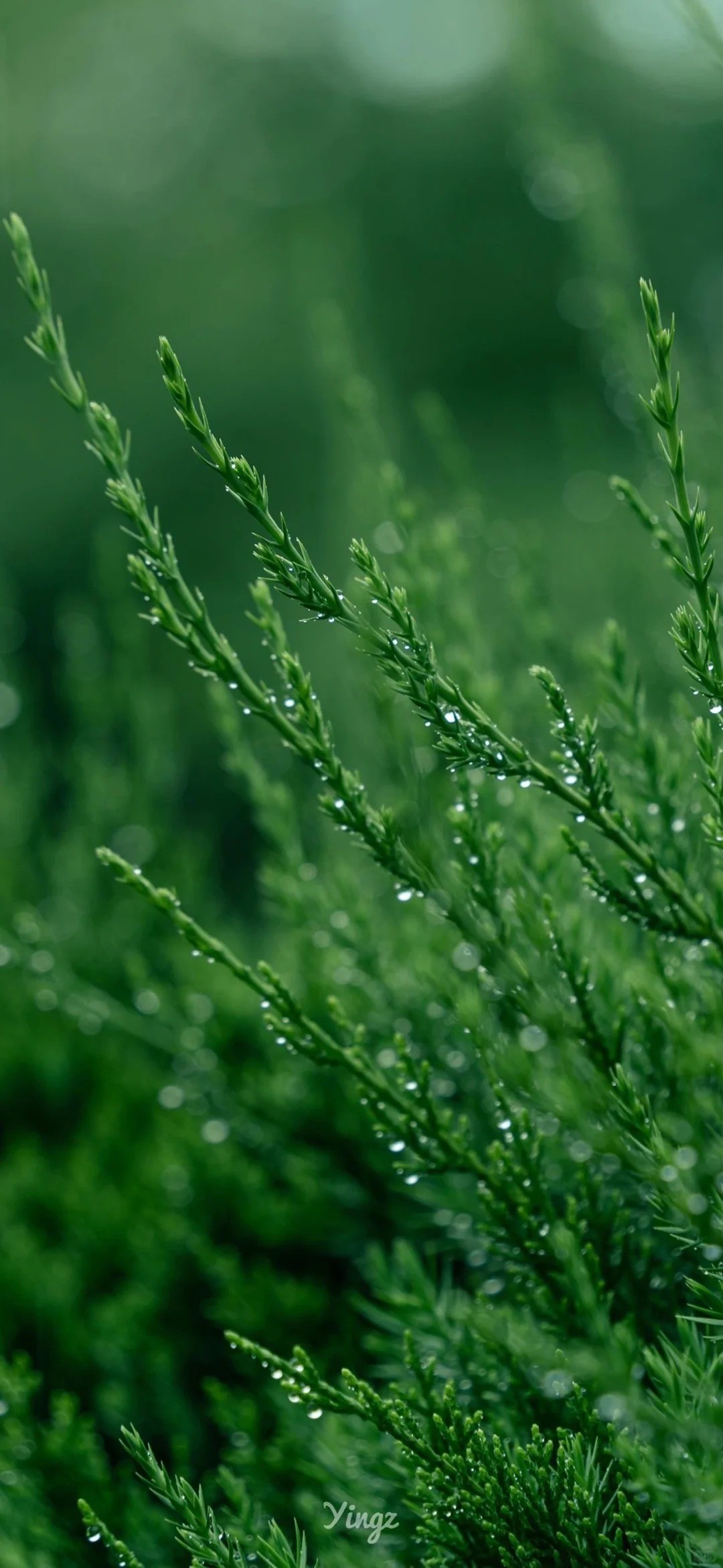 Forest-themed eye-friendly wallpaper with pine needles adorned with dew after rain