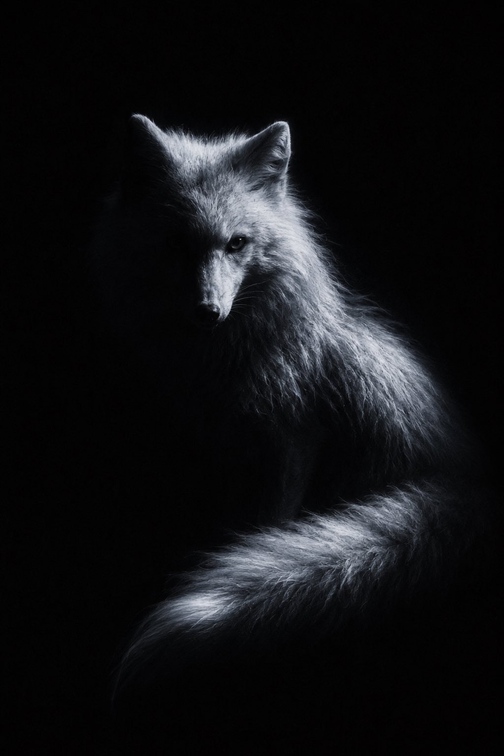 A silver fox illuminated by a beam of light in darkness, its fur shining like moonlit frost