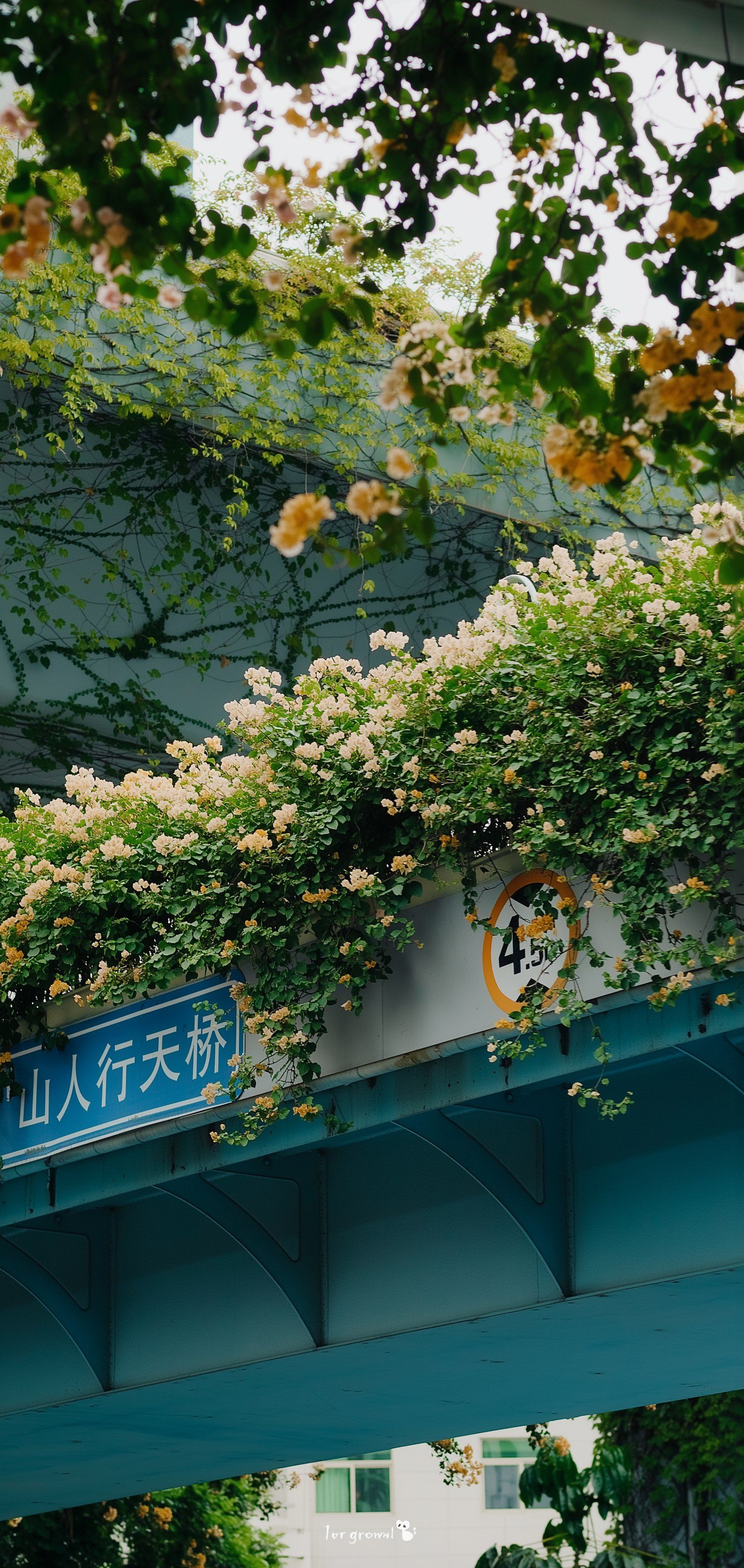 This photograph shows an urban overpass covered in flowering vines