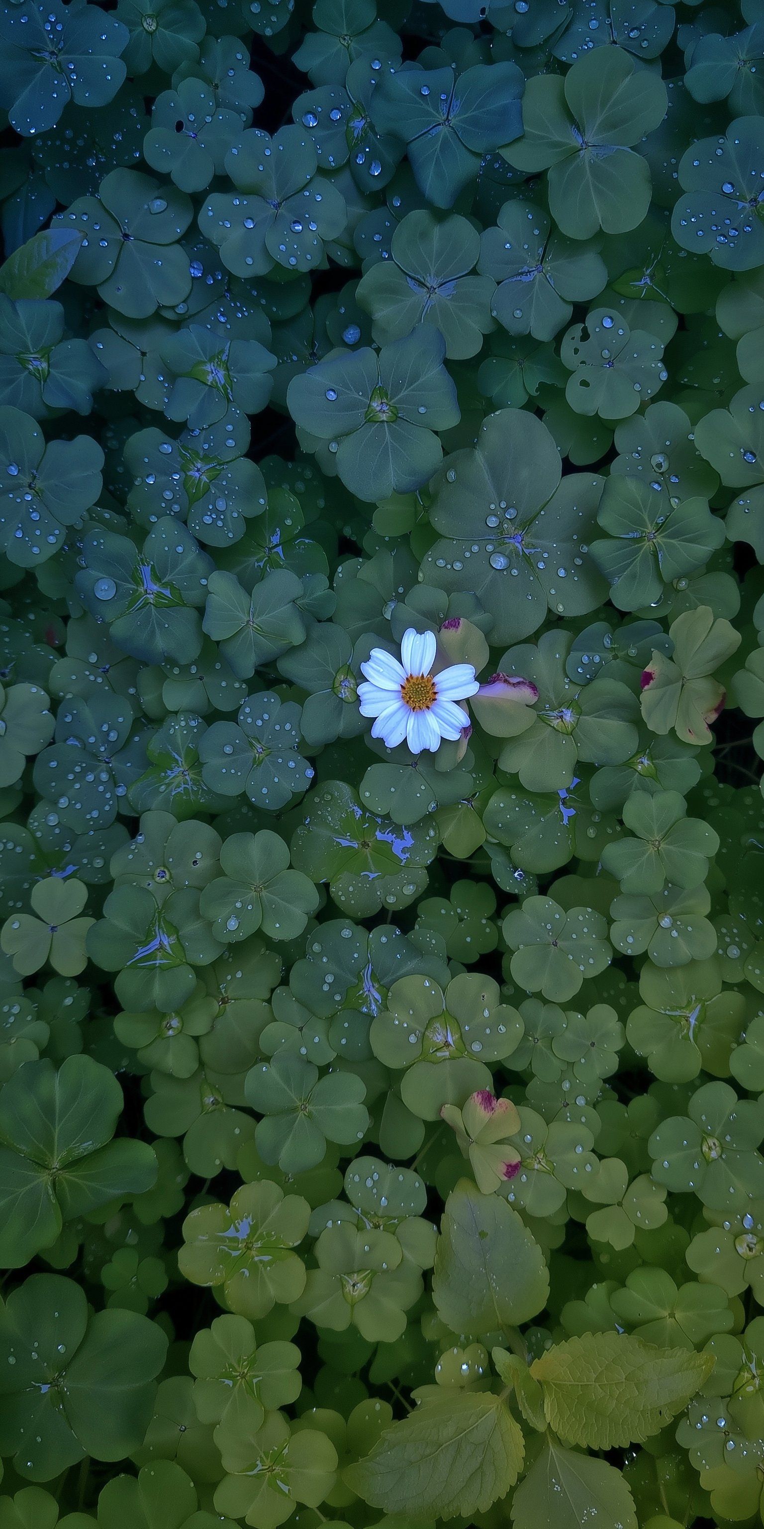 密集したクローバーの葉と水滴を捉えた植物写真の中央に小さな白い花がある
