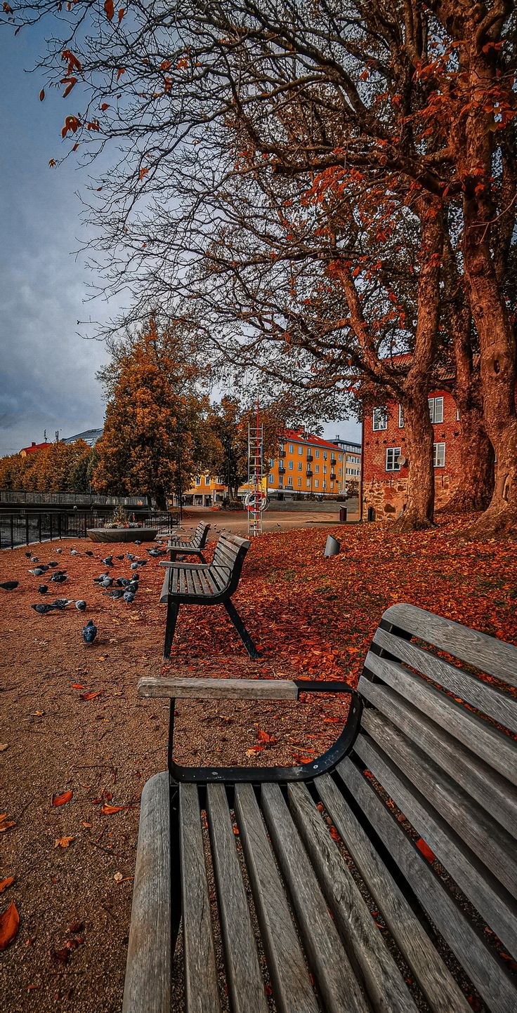 An autumn park with fallen leaves, bare branches, and pigeons on the path