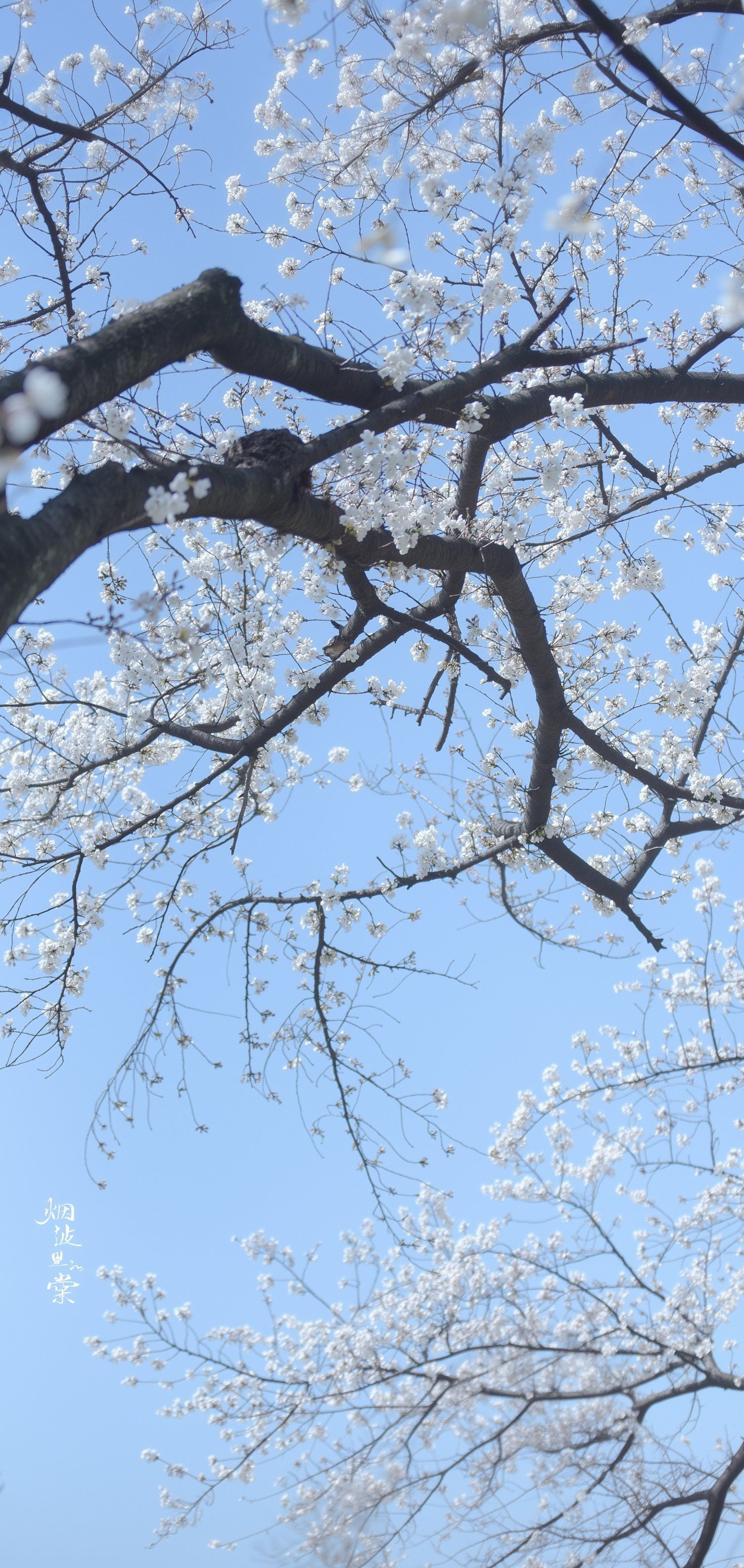 This image presents a soft photographic style of cherry blossoms against a clear spring sky