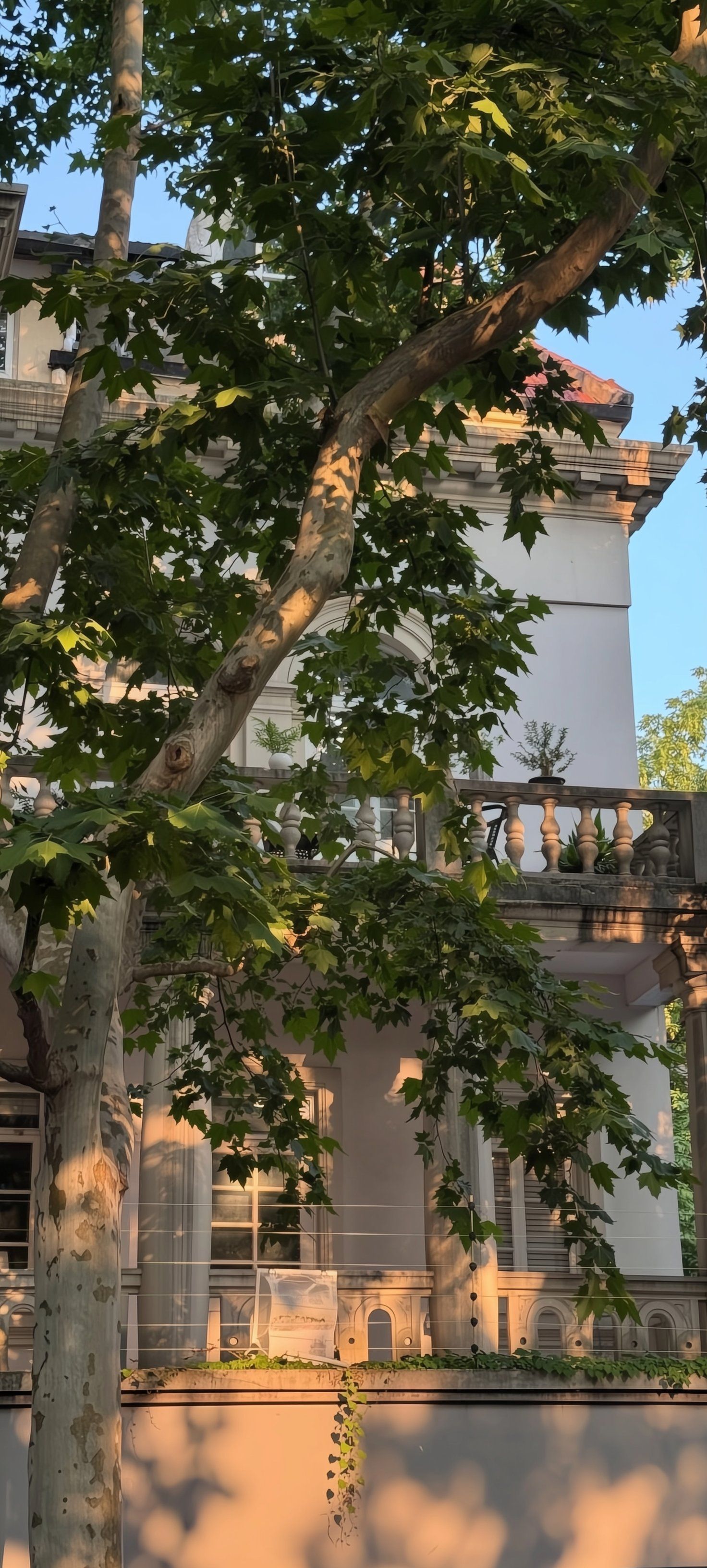 This is a classical European-style building partially obscured by mature plane trees