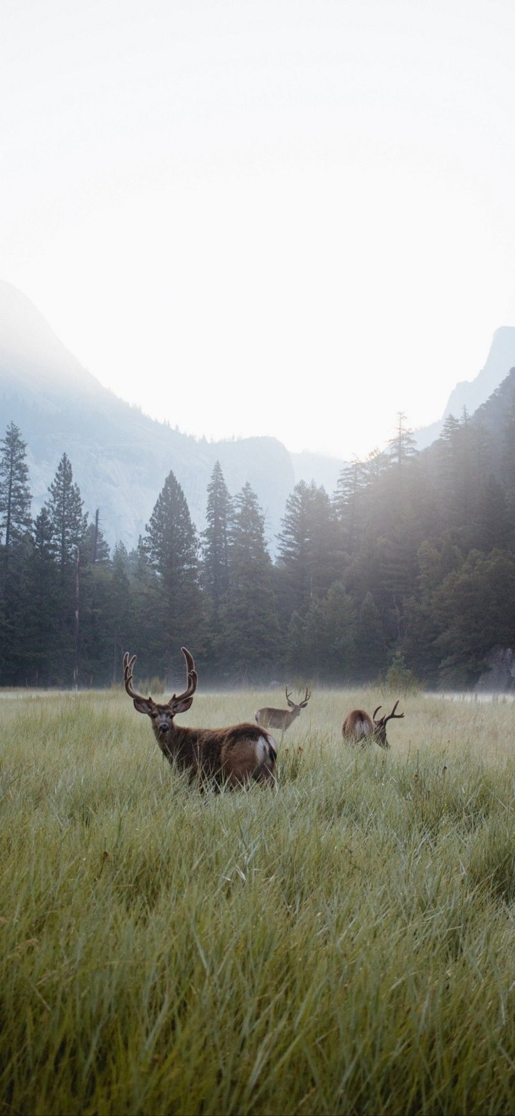 Drei Rehe sind auf der nebligen Wiese im Tal verteilt
