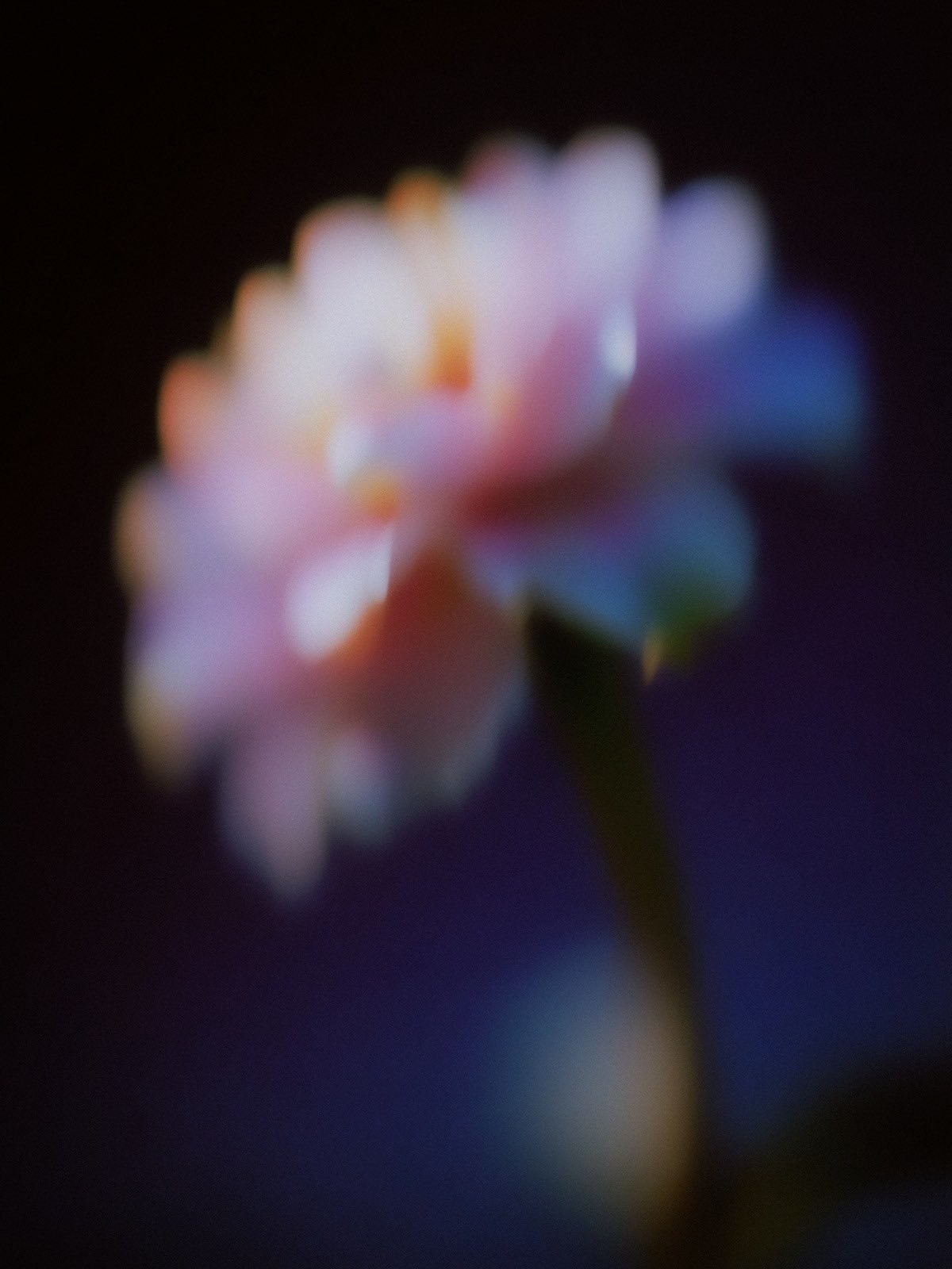A blurred close-up of flowers shows an abstract visual effect