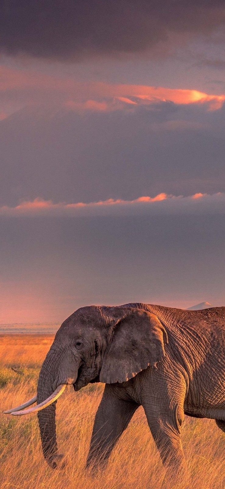 Un éléphant africain adulte se tient dans la savane
