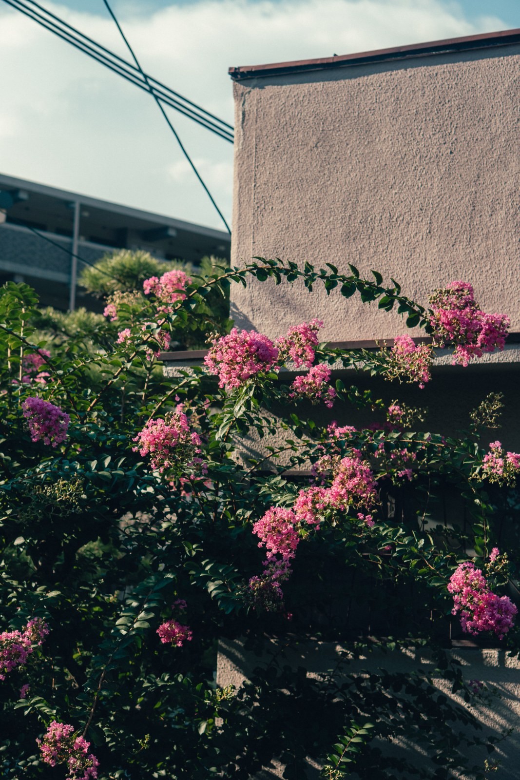 El primer plano presenta flores de jardín y una vivienda, con un puente elevado y cables al fondo