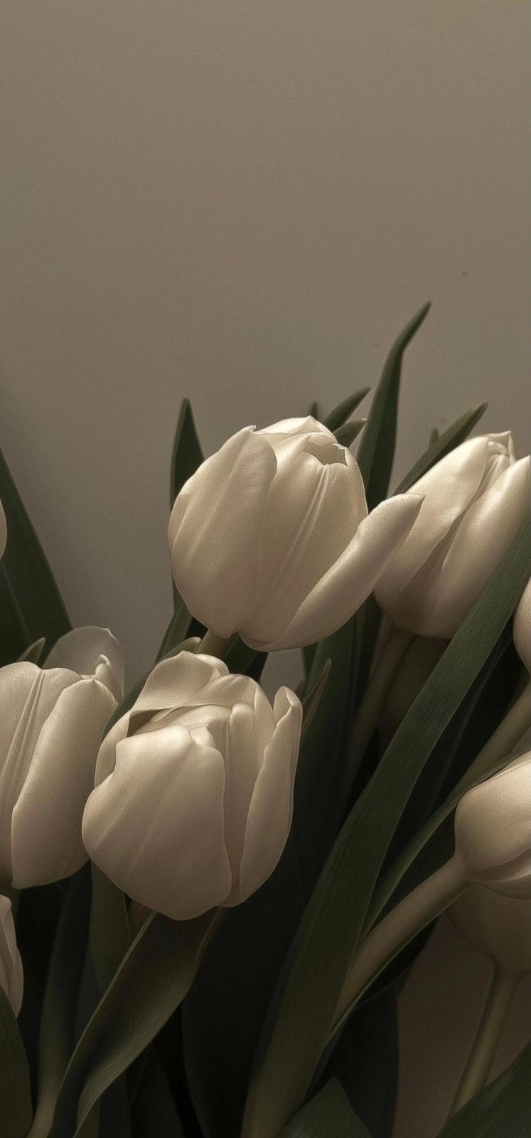 Os tulipas de cor creme emitem uma textura tranquila e de alta qualidade na luz suave