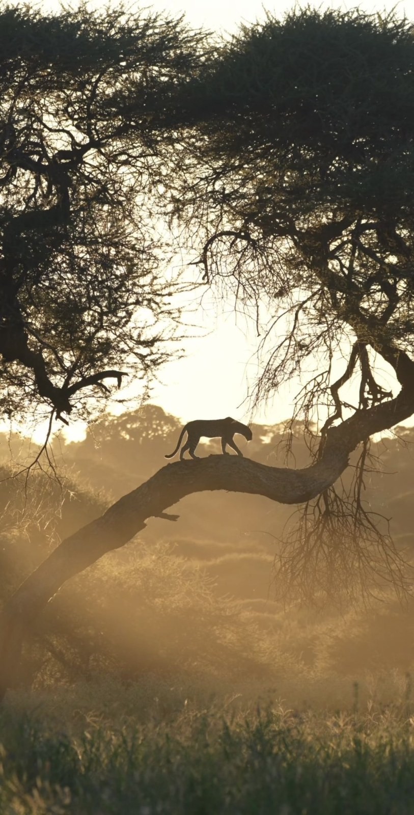 Ein großer Felide überquert einen Zweig im goldenen Nebel der afrikanischen Savanne