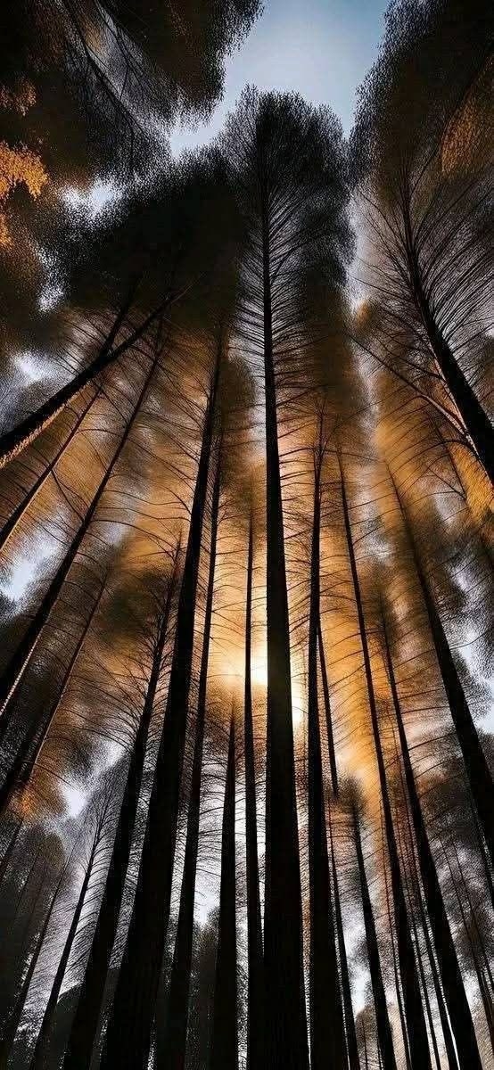 The forest shot from a low angle showcases a strong contrast of light and shadow and a natural atmosphere