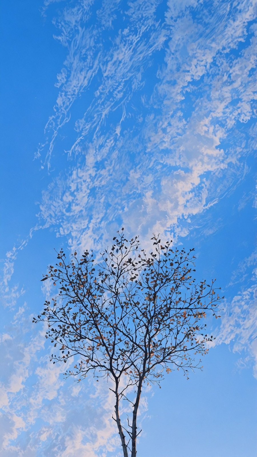 A tree contrasts with the blue sky in an upward shot