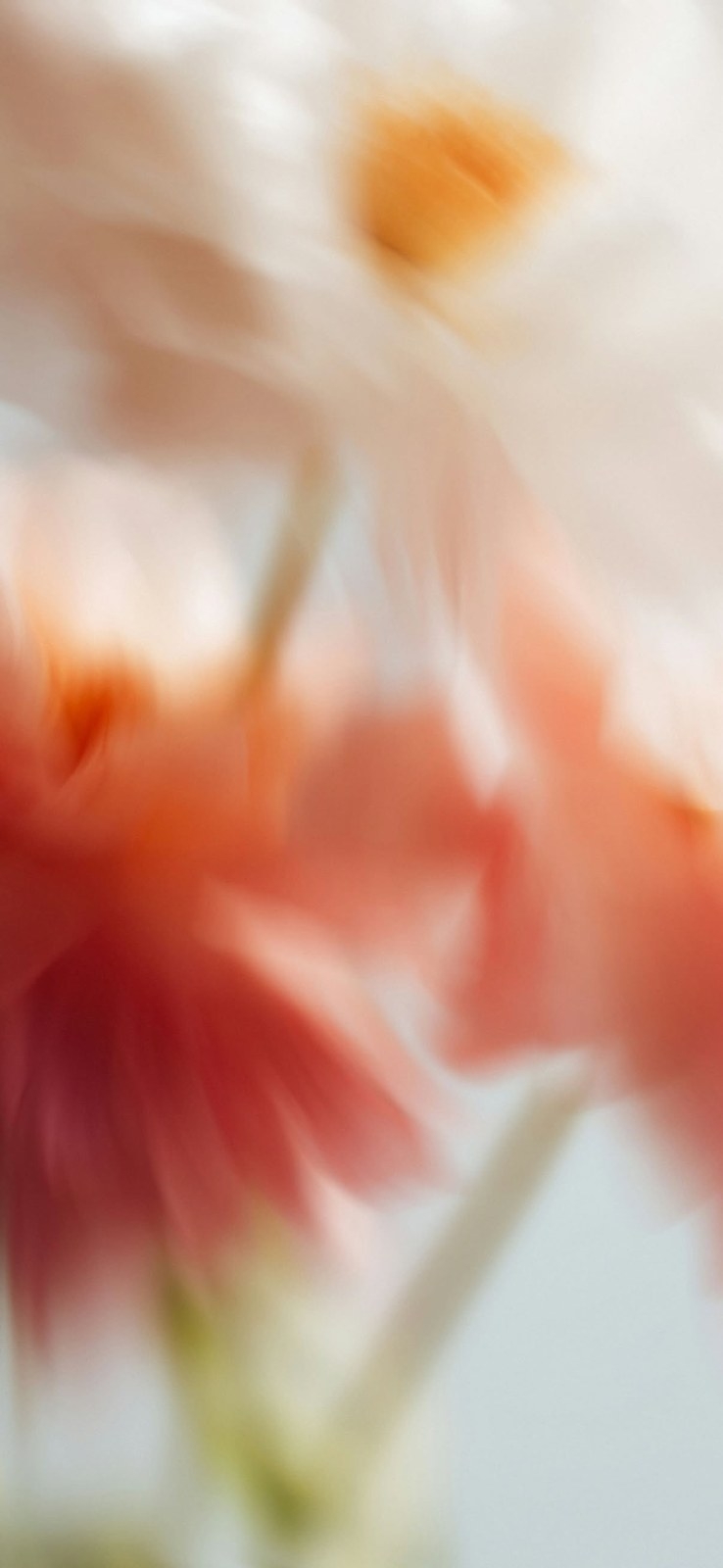 This close-up photo features several blurred coral and orange flowers