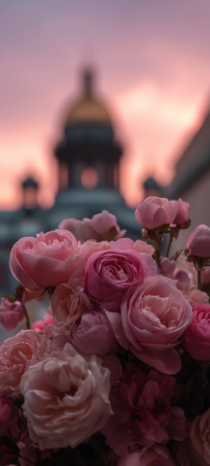 Pink double-petaled flowers contrast with golden onion dome classical building at dusk
