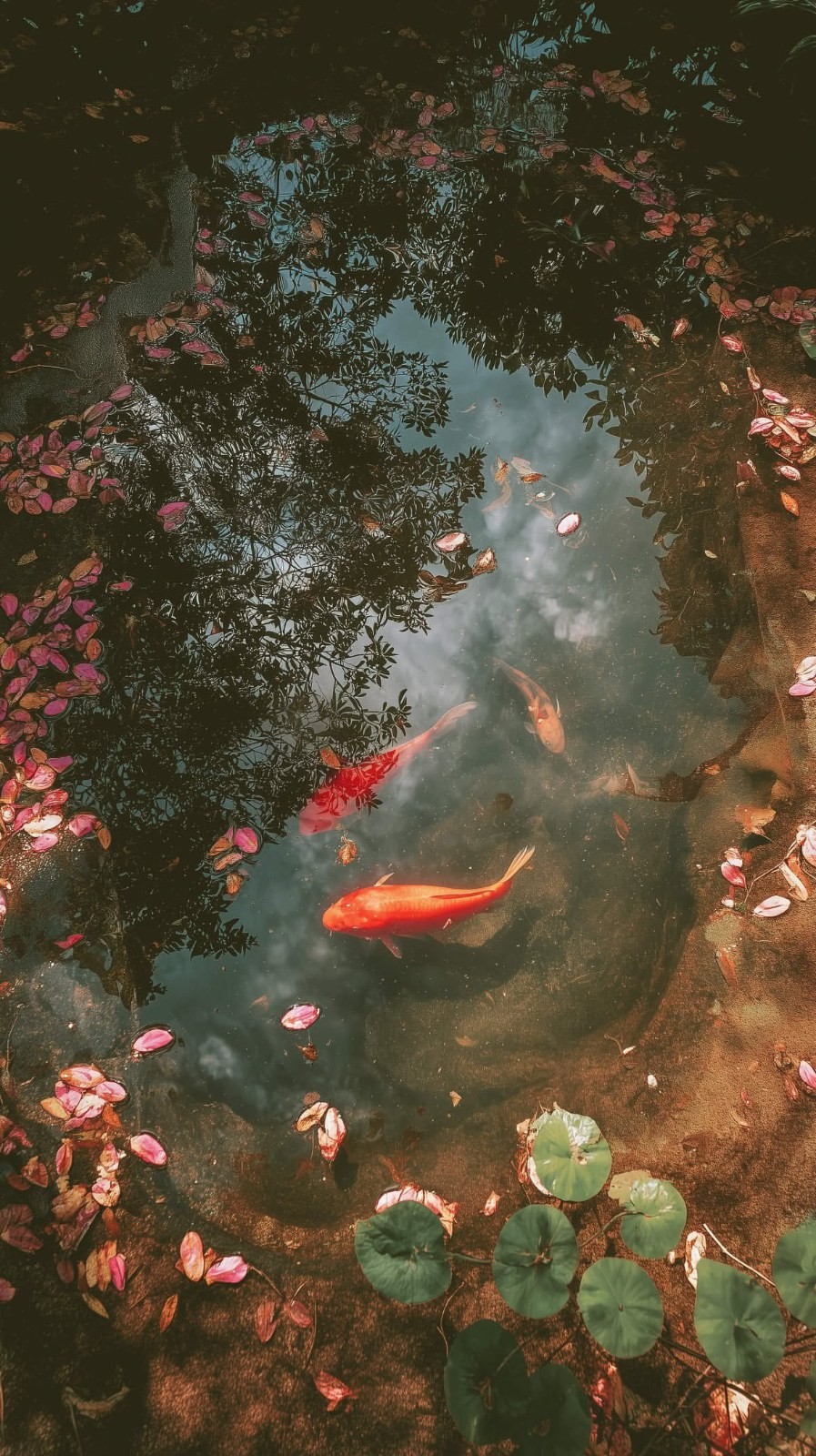 Colorful koi fish swim in a clear pond