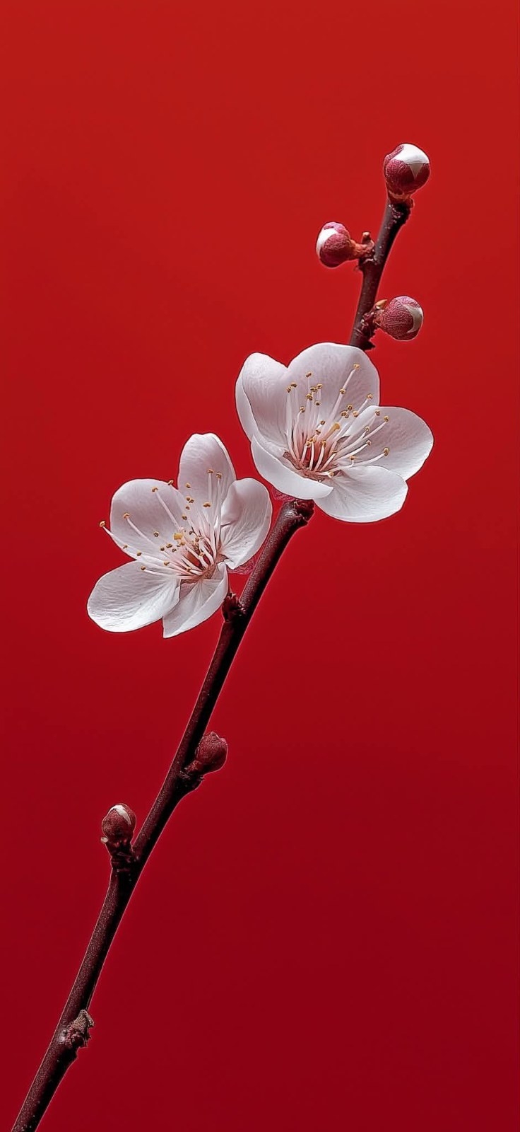 A wooden stem features blooming white five-petal flowers
