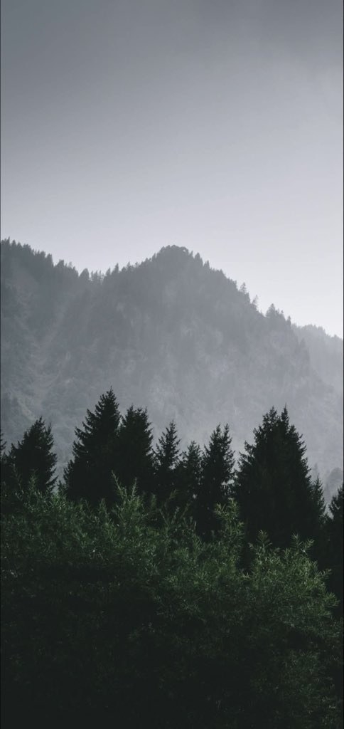 The misty forest showcases the hazy beauty of nature