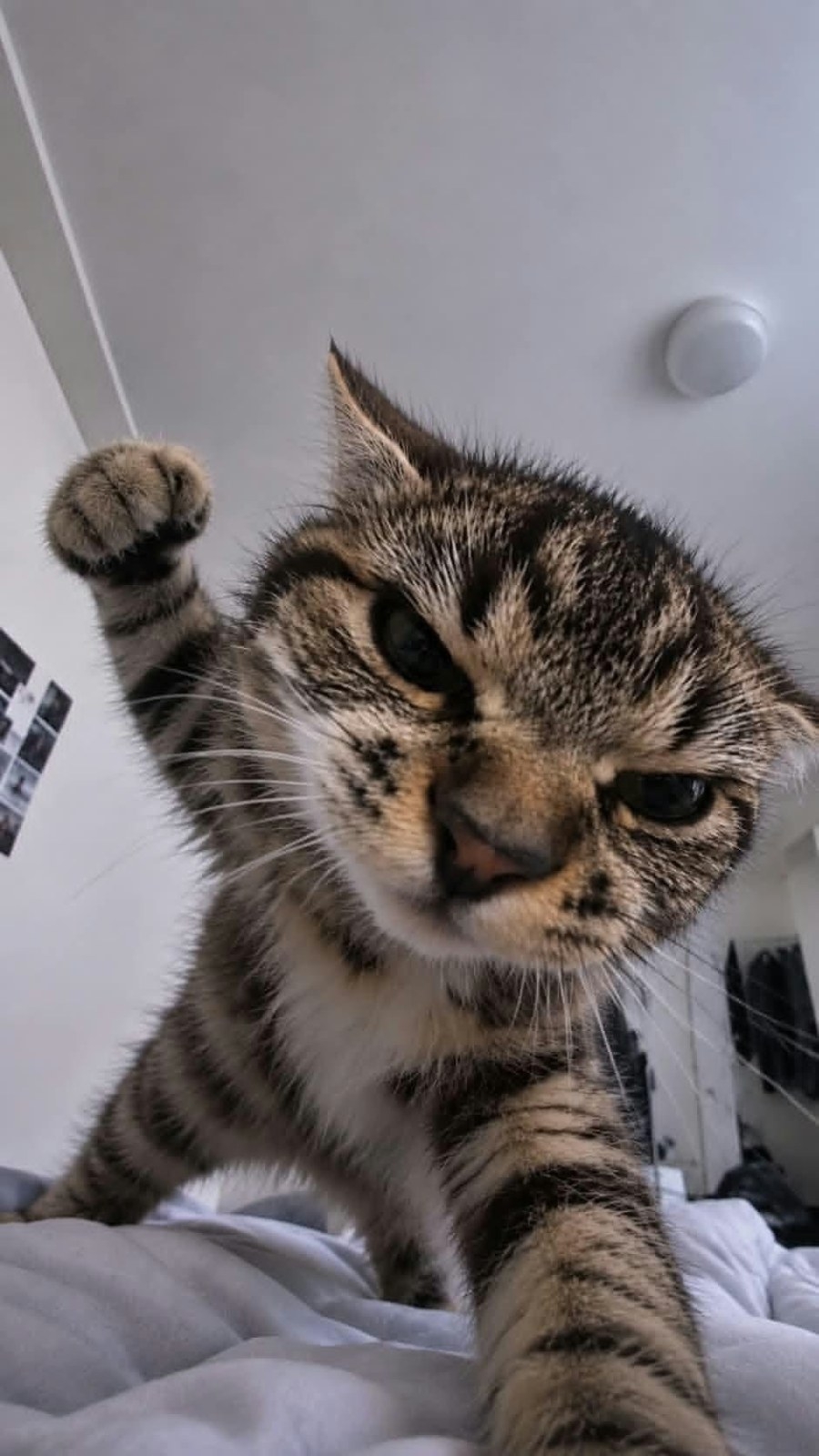 A tabby kitten playfully faces the camera
