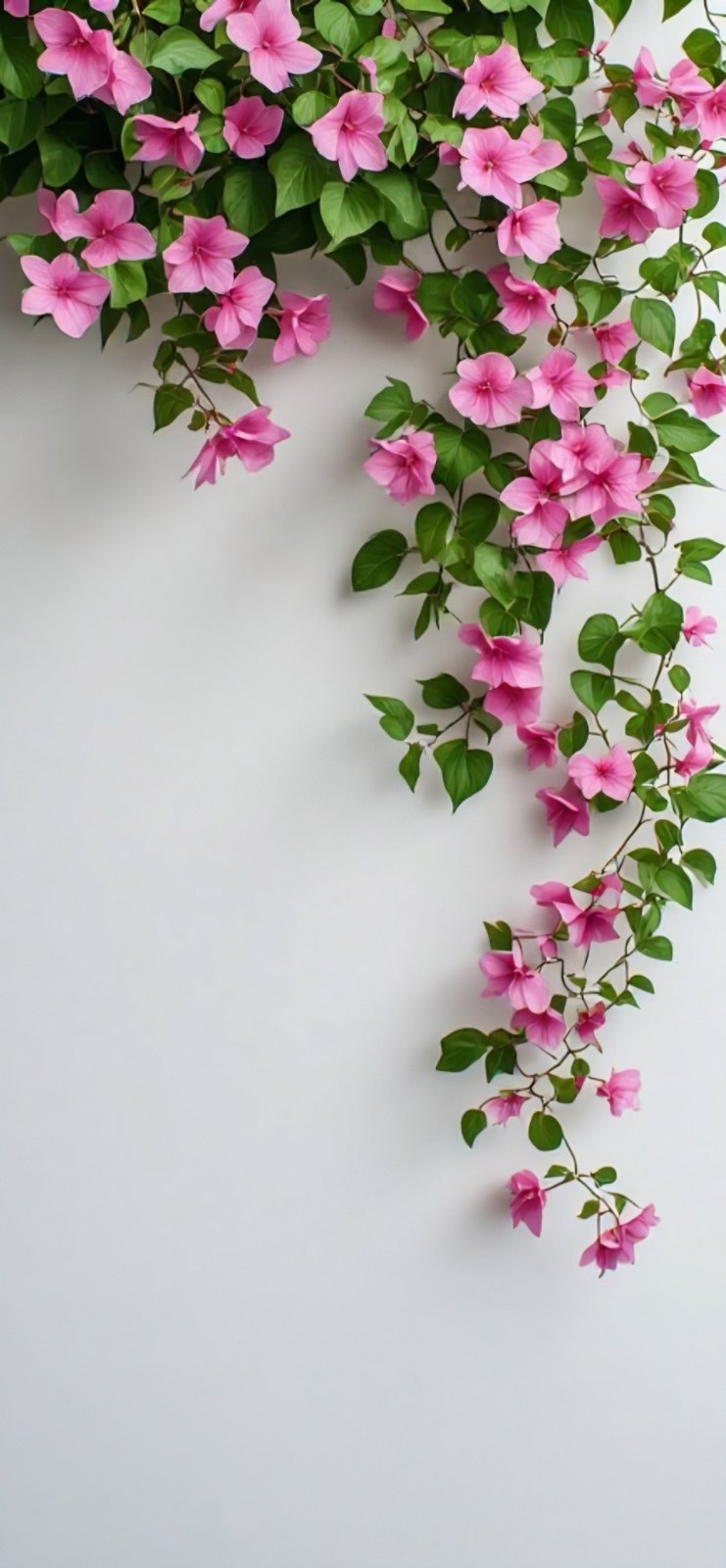 Pink bougainvillea blooms elegantly against a white background